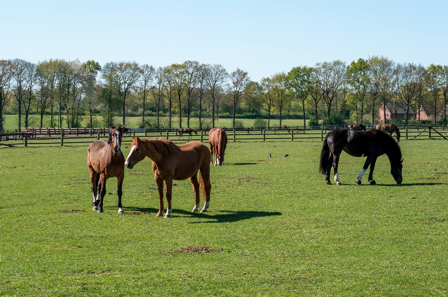 Horses grazing in a wide open pasture at Patti Schlough's working farm in Red Lion, Pennsylvania